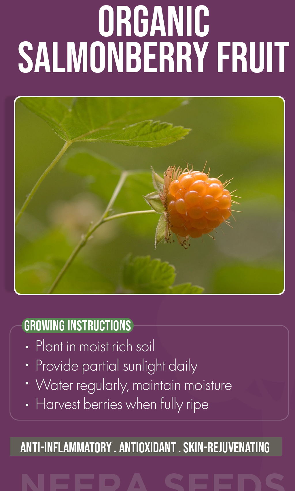 Wild Beauty in Your Backyard: Grow Organic Salmonberries This Winter