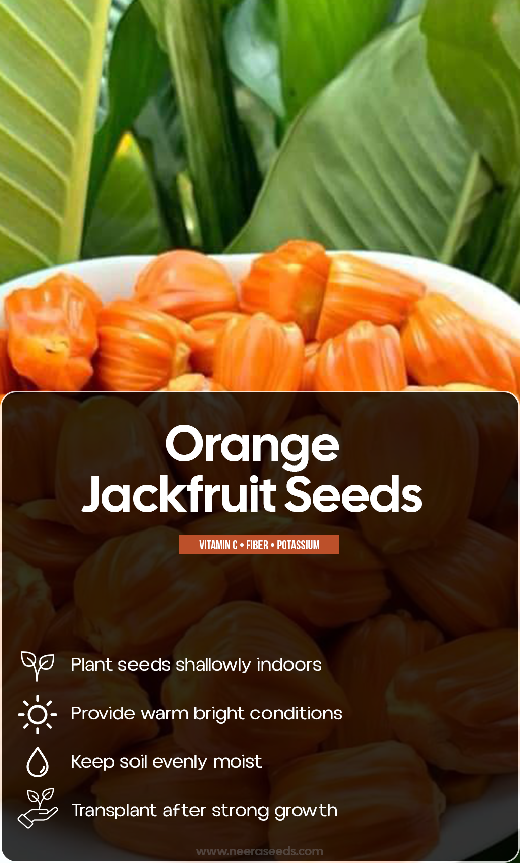 Grow a Taste of the Tropics: Bring Orange Jackfruit Home This Summer