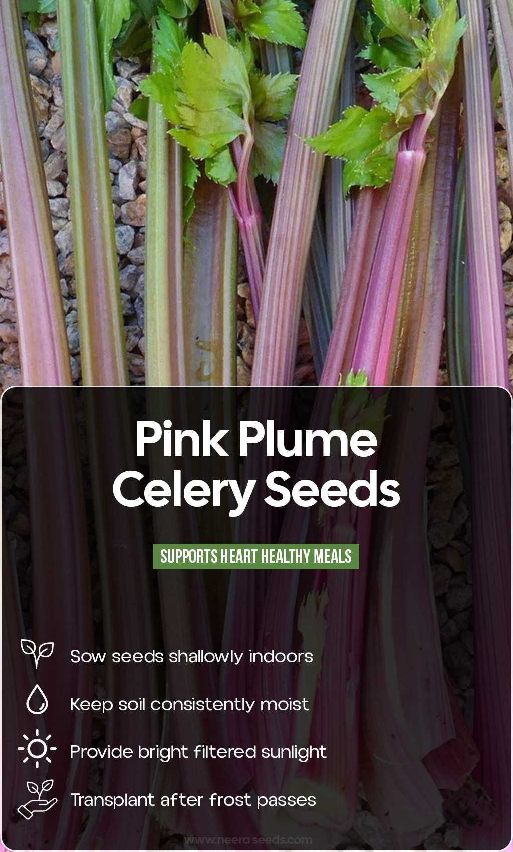 Grow a Rosy Summer Harvest: Pink Plume Celery Brings Color, Crunch & Garden Charm