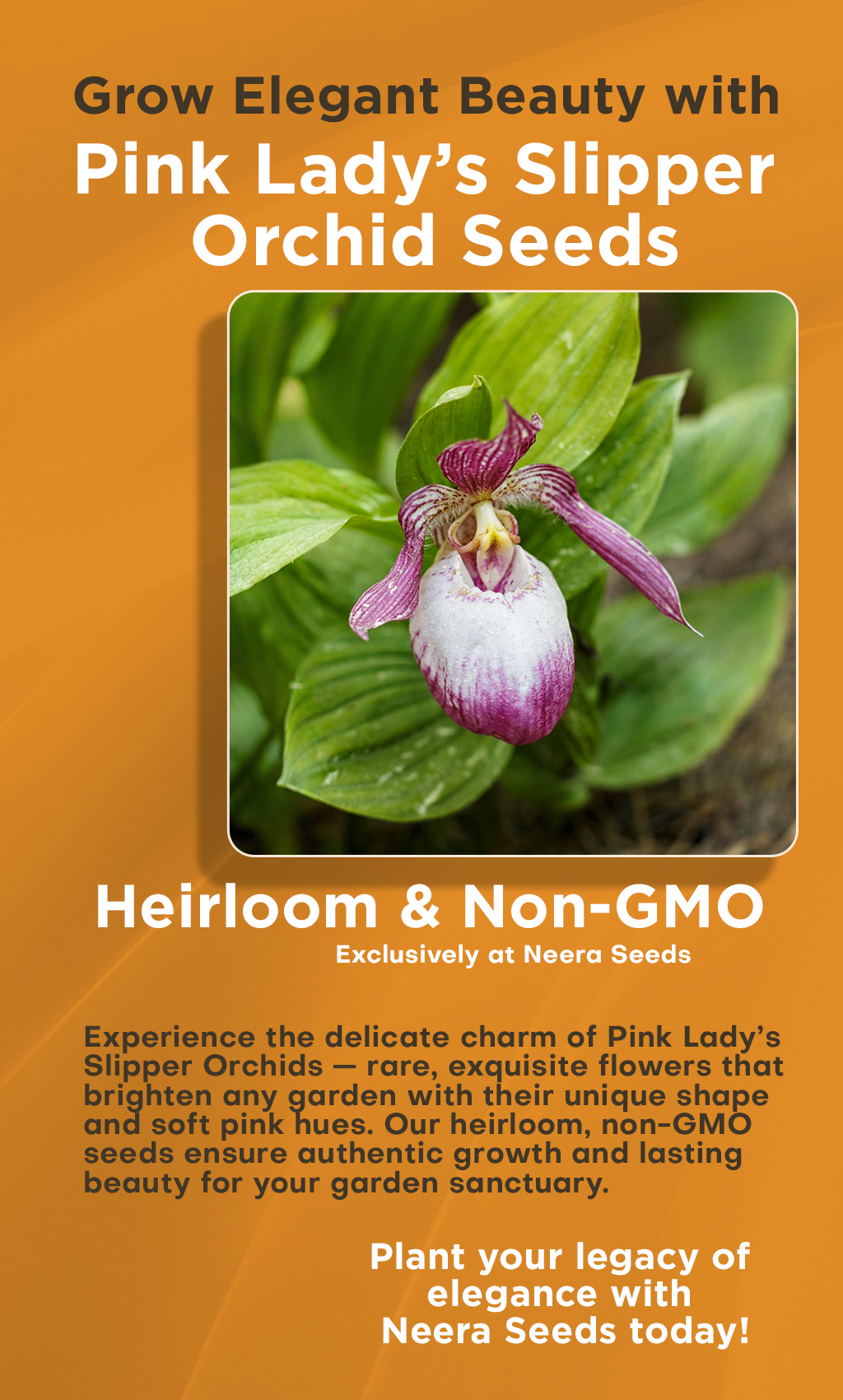 Grow Elegant Beauty with Pink Lady’s Slipper Orchid Flower Seeds – Heirloom & Non-GMO