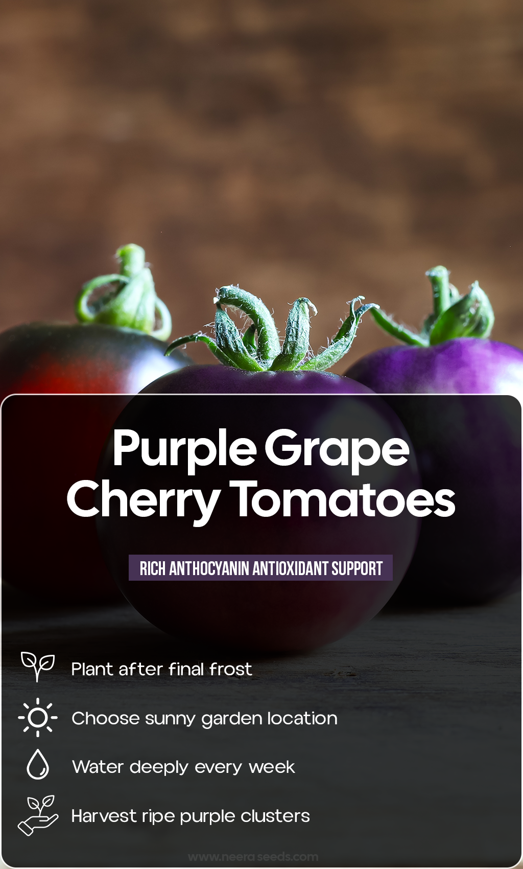 Purple Jewels of Summer: Grow Grape Cherry Tomatoes for a Colorful Homegrown Harvest