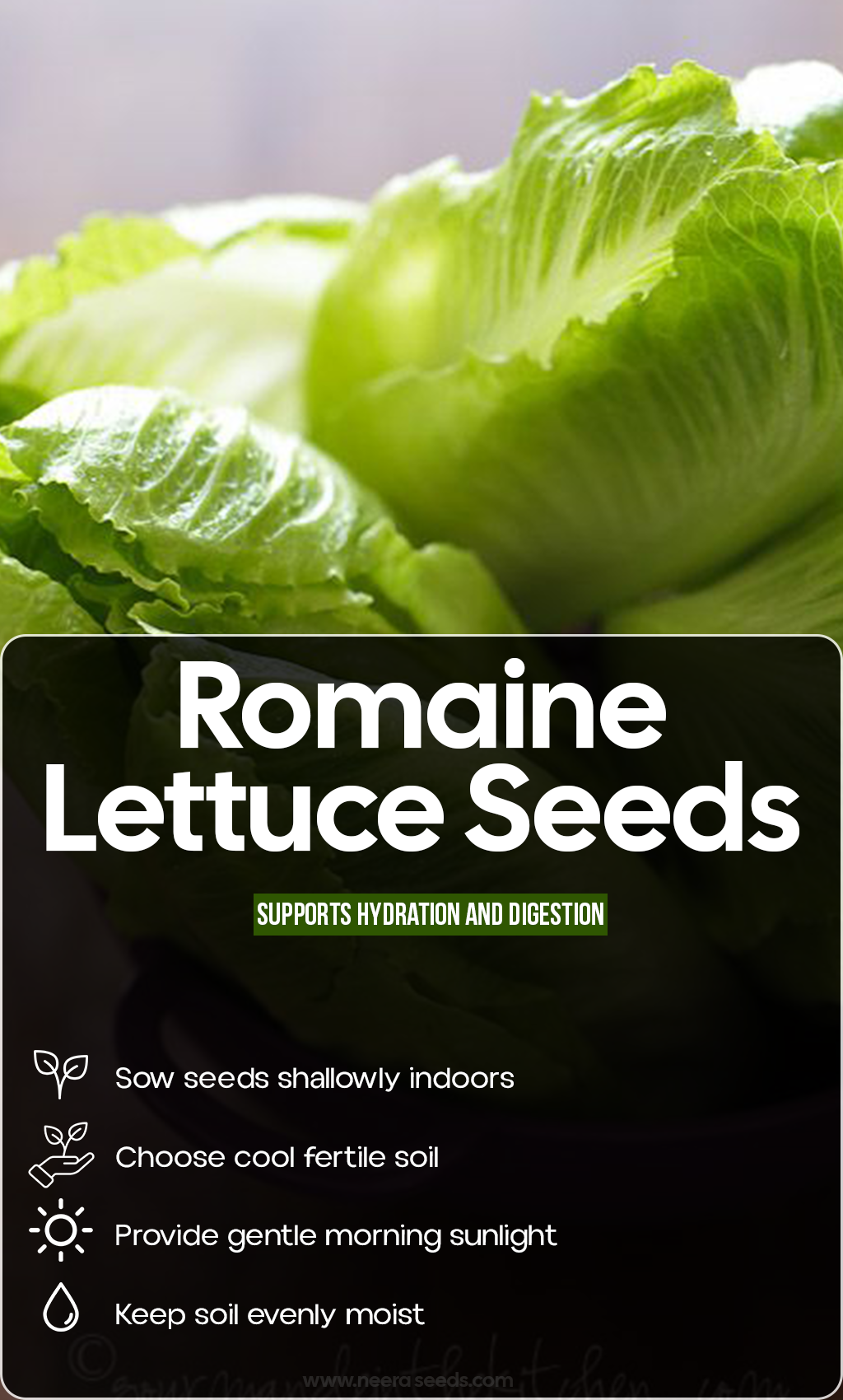 From Tiny Seeds to Crisp Harvests: Grow Fresh Romaine Lettuce All Summer Long