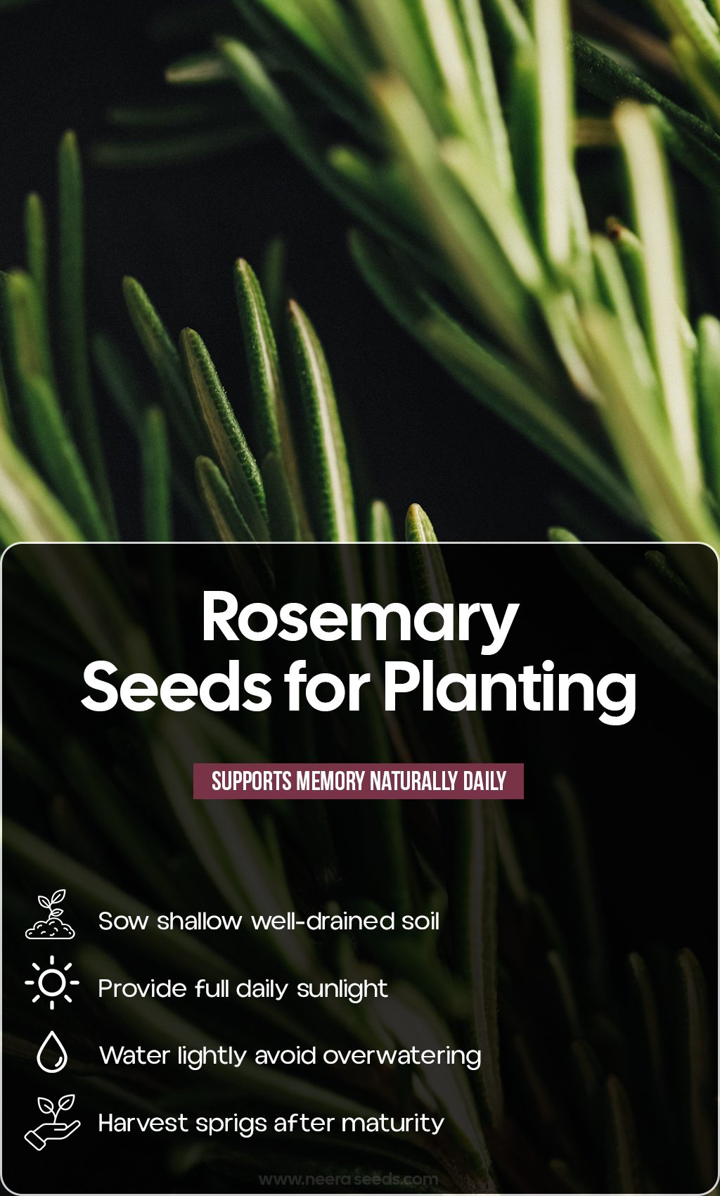 Fill Your Garden with Fragrance: Grow Rosemary from Seed for a Fresh Summer Harvest