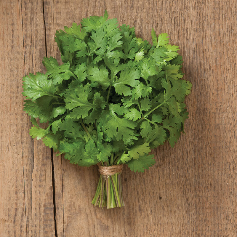 Cilantro Coriander seeds