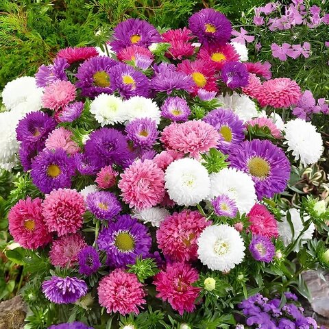 Aster Flower Seeds