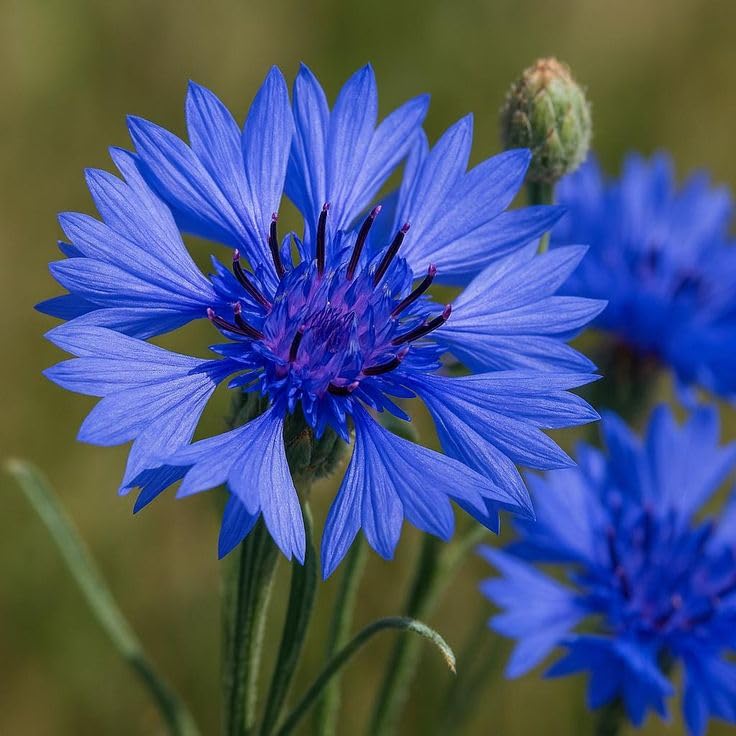 Cornflowers Flower Seeds