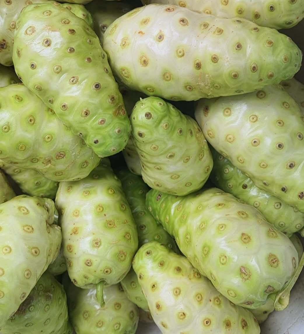NONI Fruit Seeds