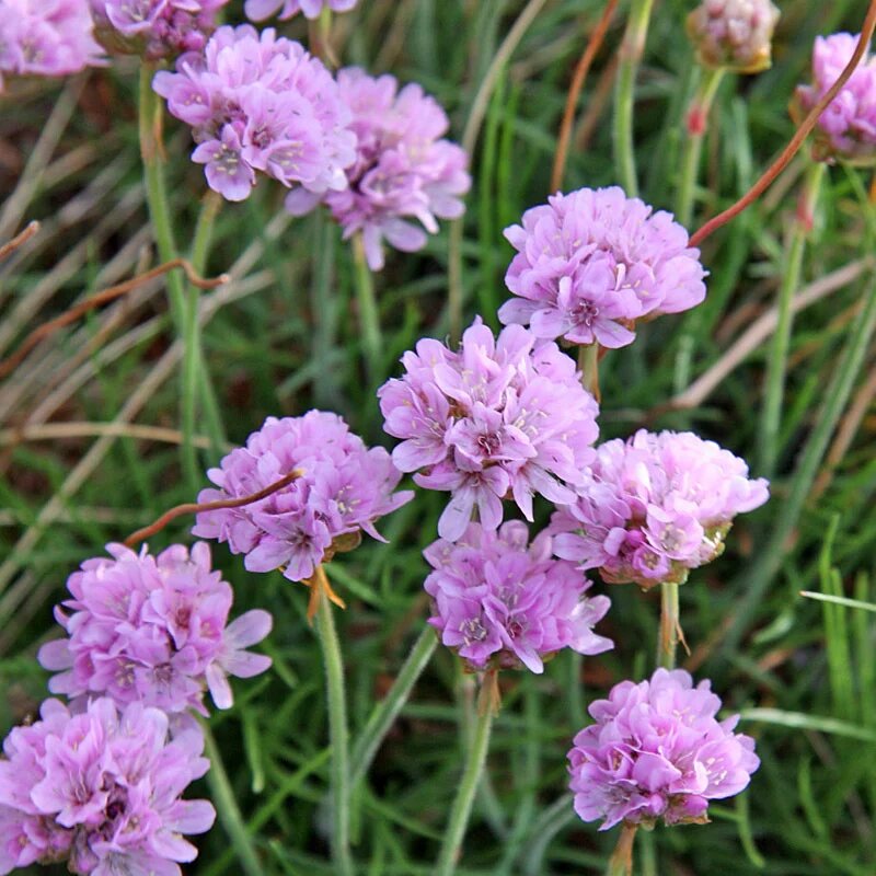 armeria flower seeds