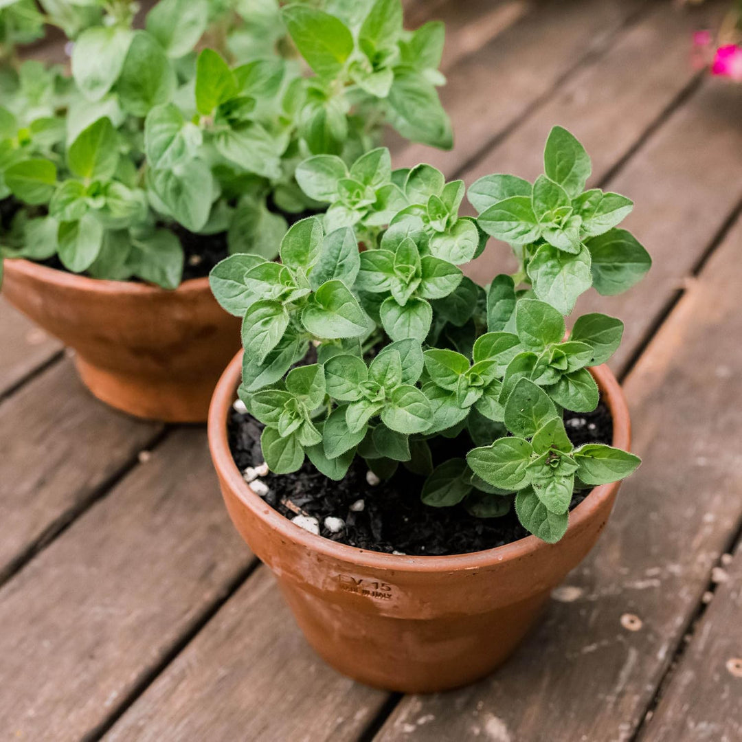Greek Oregano Herb Seeds
