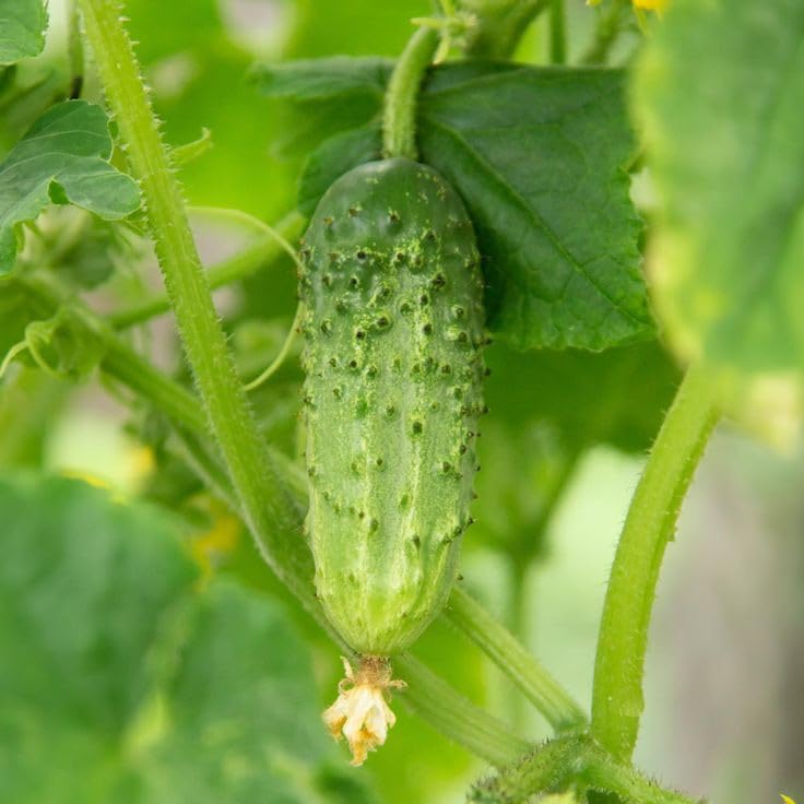 Pickling Cucumber Seeds