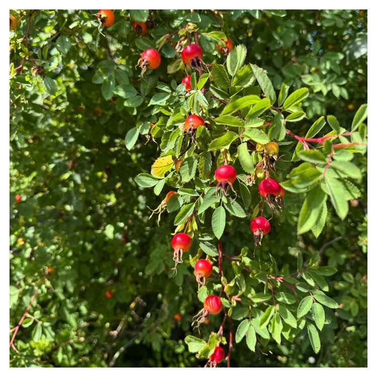 Rosehip Fruit Seeds