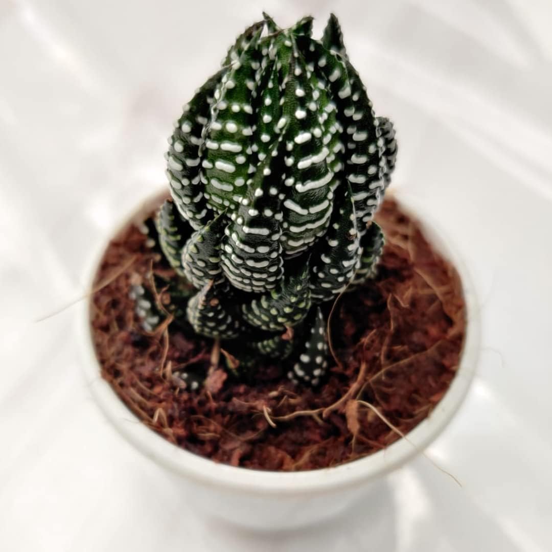 Haworthia Reinwardtii Seeds