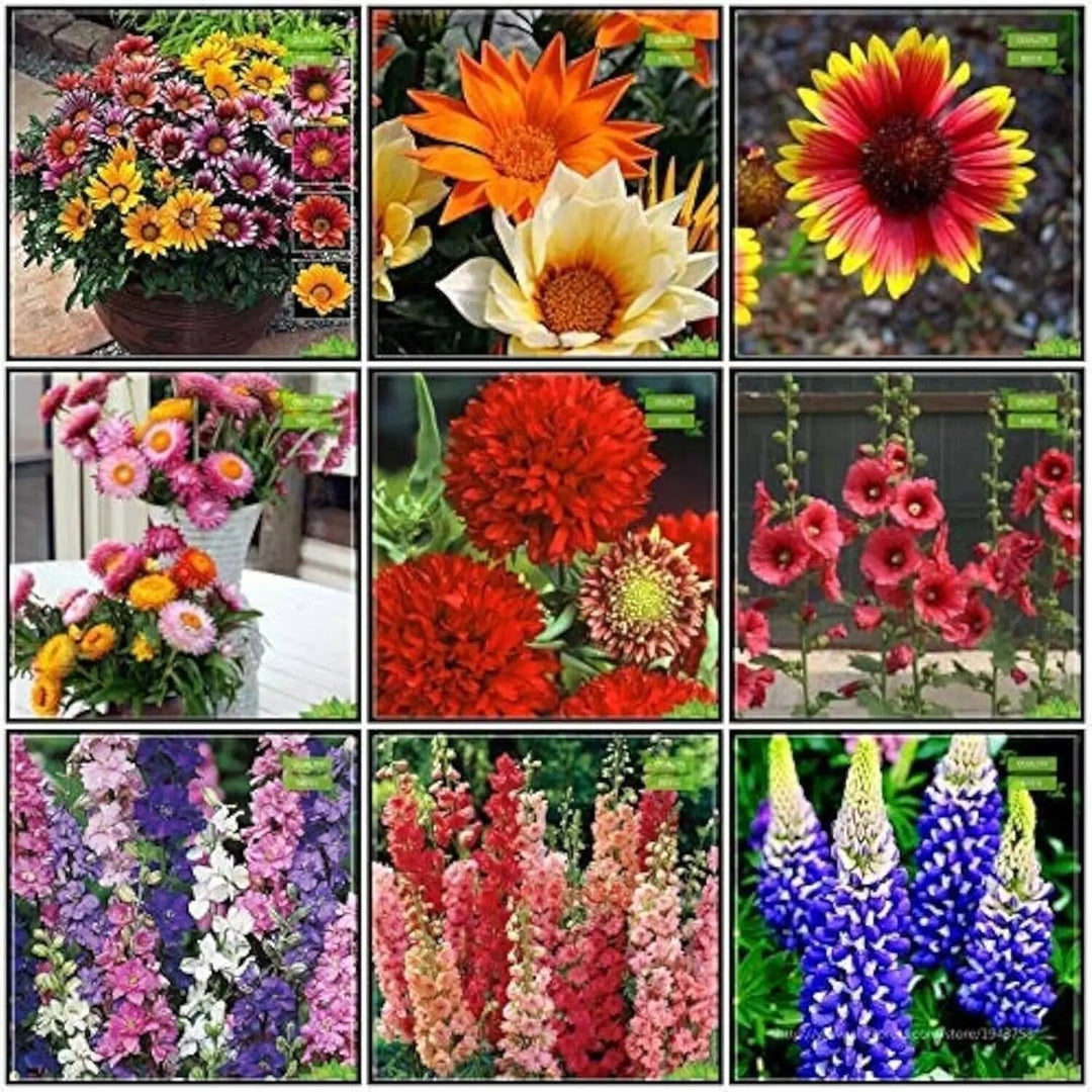 Garden Seeds
