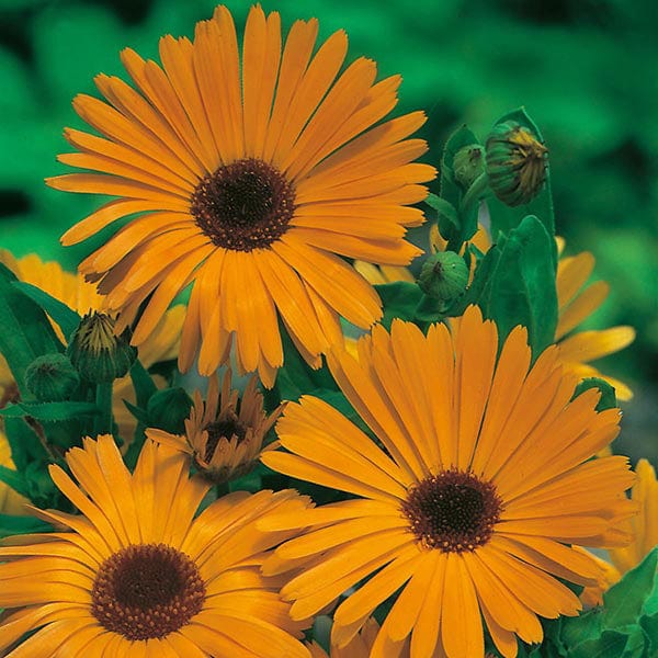 Calendula Pot Marigold Seeds