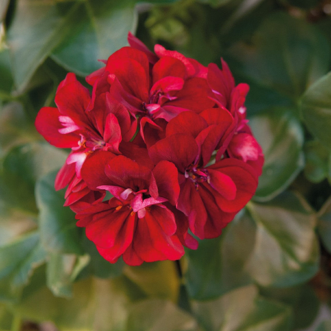 Geranium Flower Seeds
