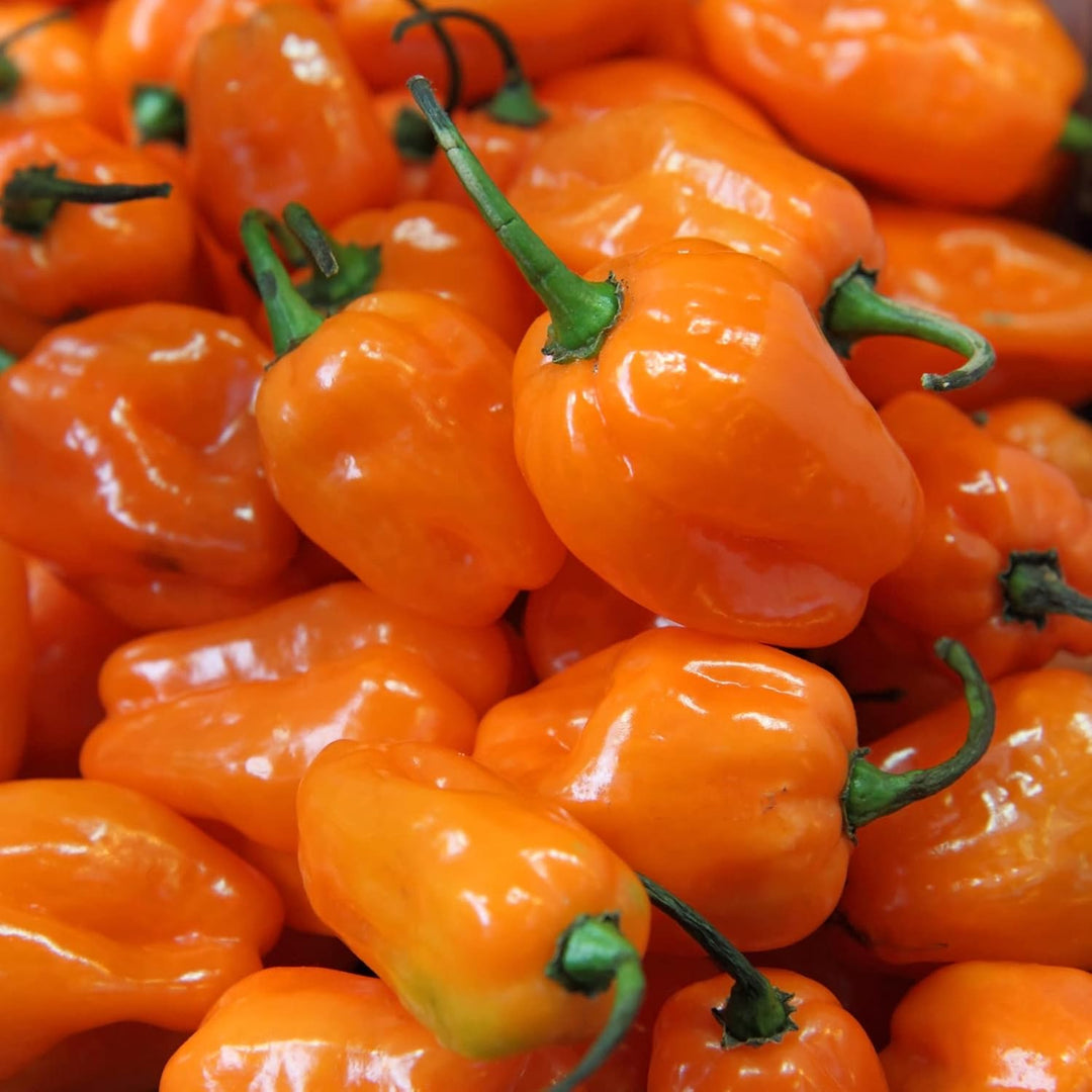 Habaneros Seeds