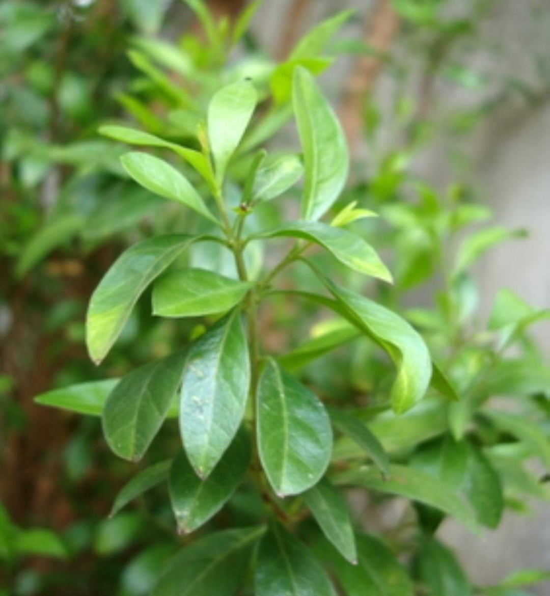 Henna Herb Seeds