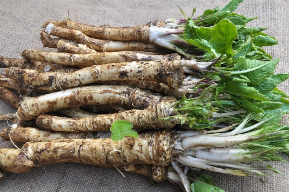 Horseradish Seeds