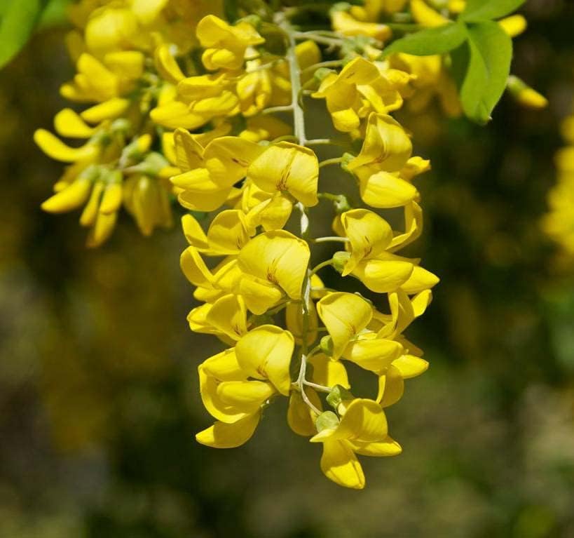 Laburnum anagyroides herb seeds