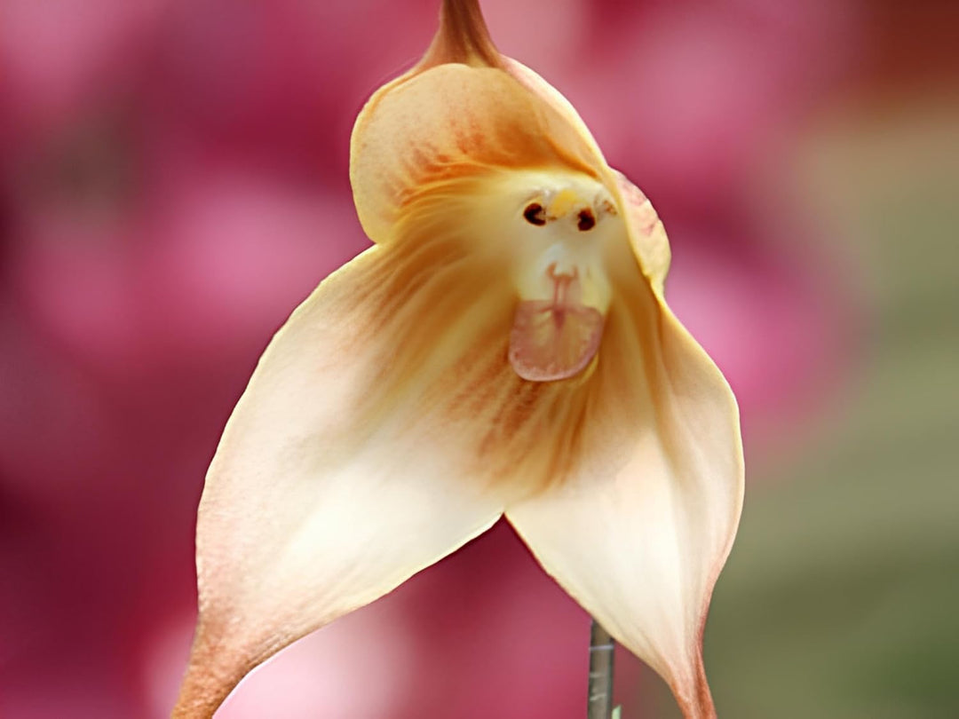 Monkey face orchid flower seeds