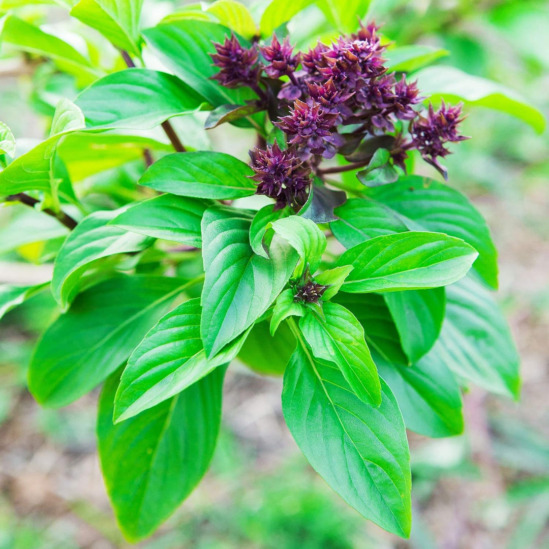 Cinnamon Basil Plant Seeds