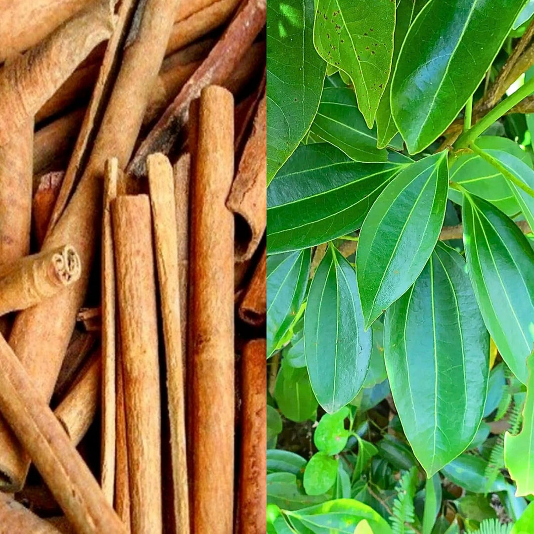 Cinnamon Plant Seeds
