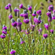 Clover Seeds
