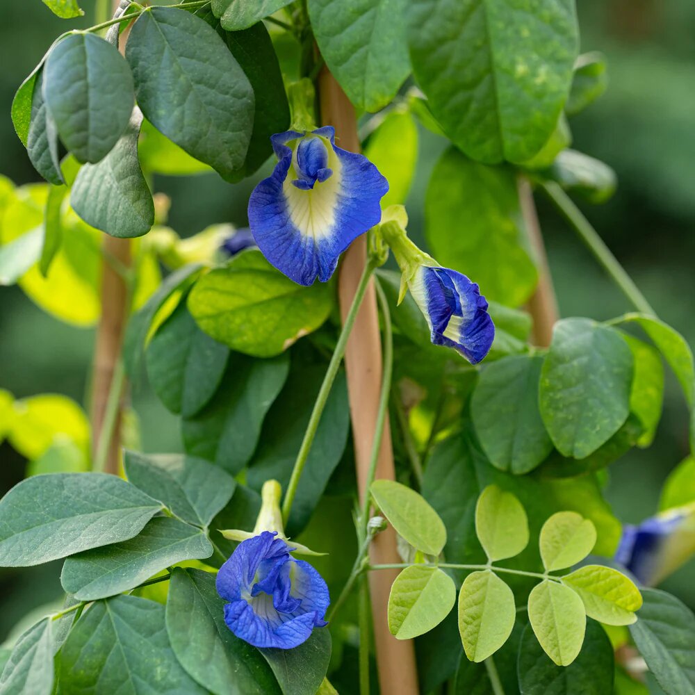 Butterfly Pea flower Seeds