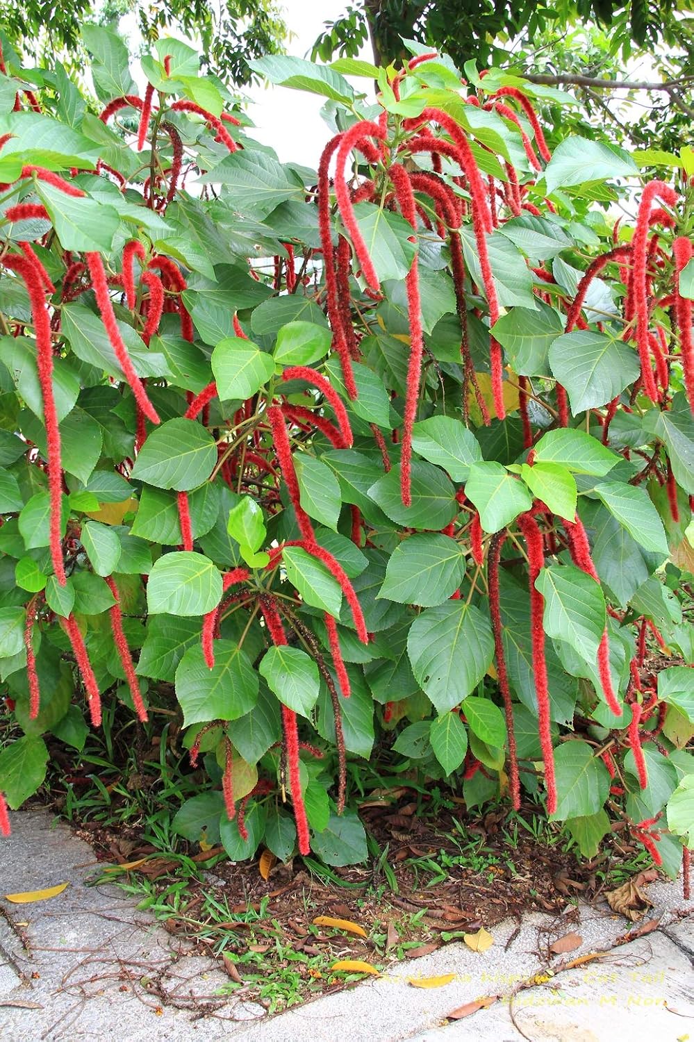 Acalypha seeds