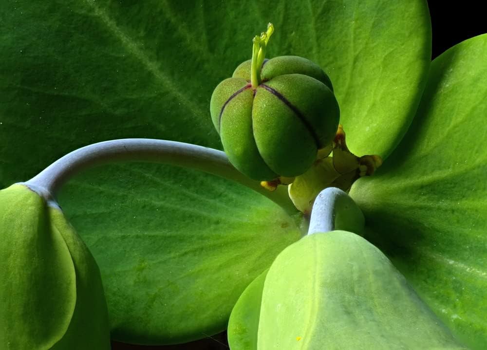Euphorbia lathyris Herb Seeds