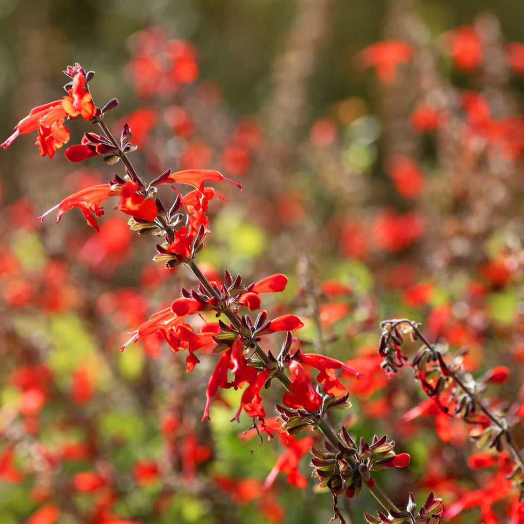 Pineapple Sage flower seeds