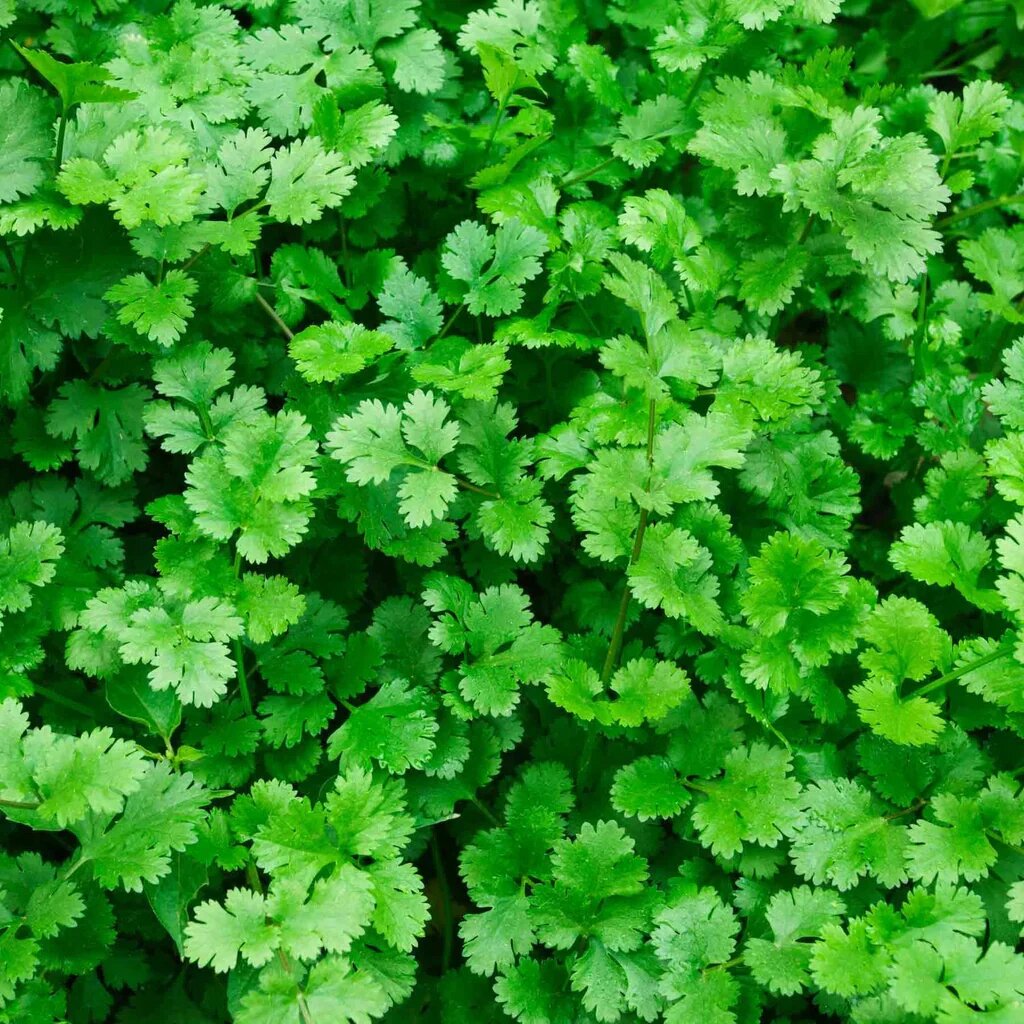 Coriander seeds