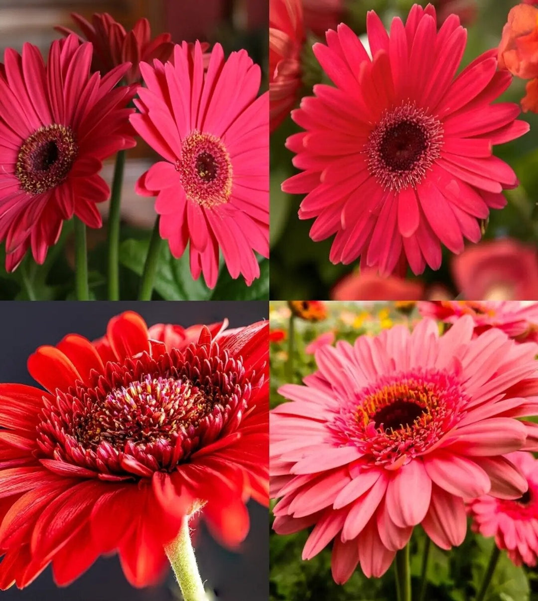 Gerbera Daisy Flower Seeds