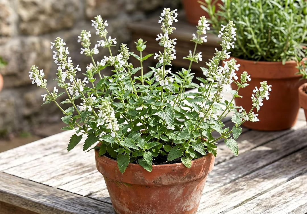 Nepeta camphorata herb seeds