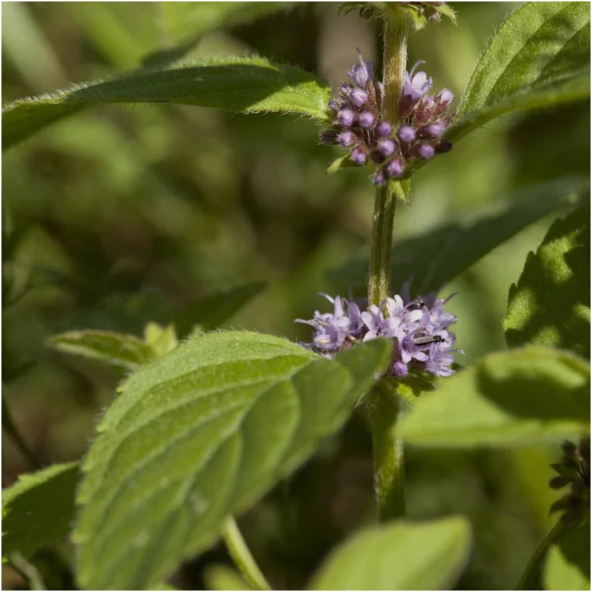 Pulegium Plant Seeds