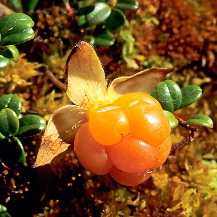 Cloudberry (Rubus) Fruit Seeds