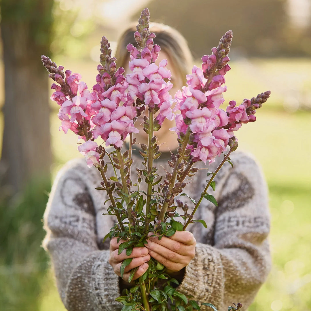 Snapdragon flower seeds, Snapdragon seeds
