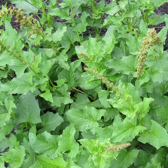 Garden Seeds