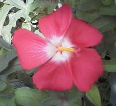 Hibiscus Flower Seeds
