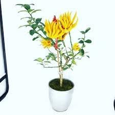 Bergamot Plant Seeds