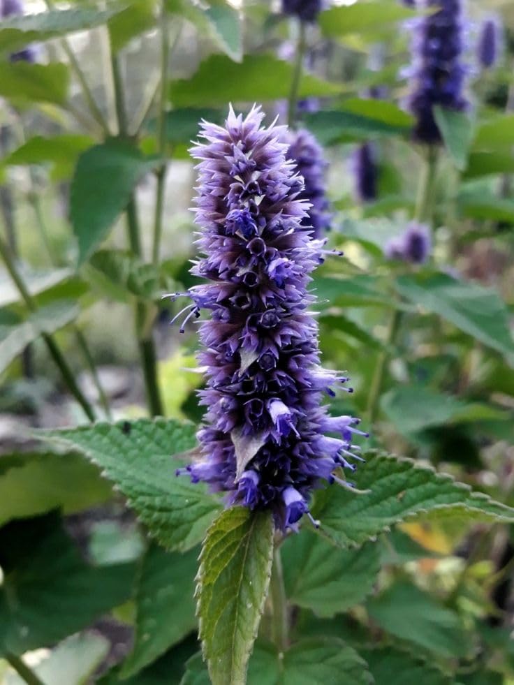 Licorice herb seeds