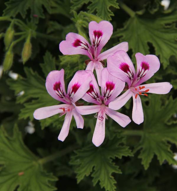 citronella flower seeds