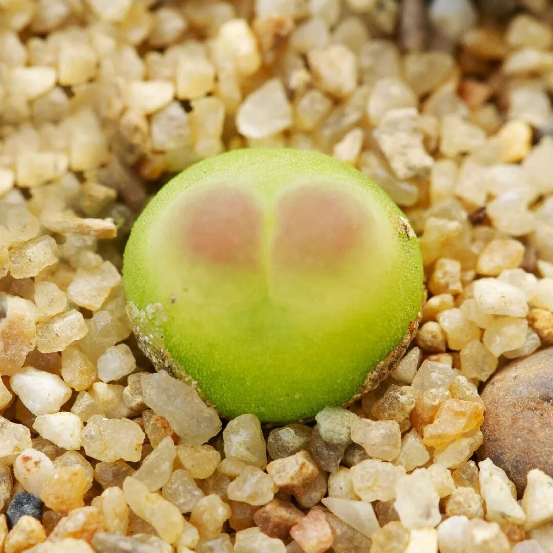 Conophytum Ratum Seeds
