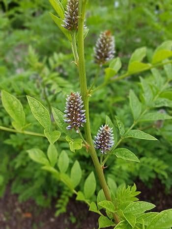 Licorice seeds