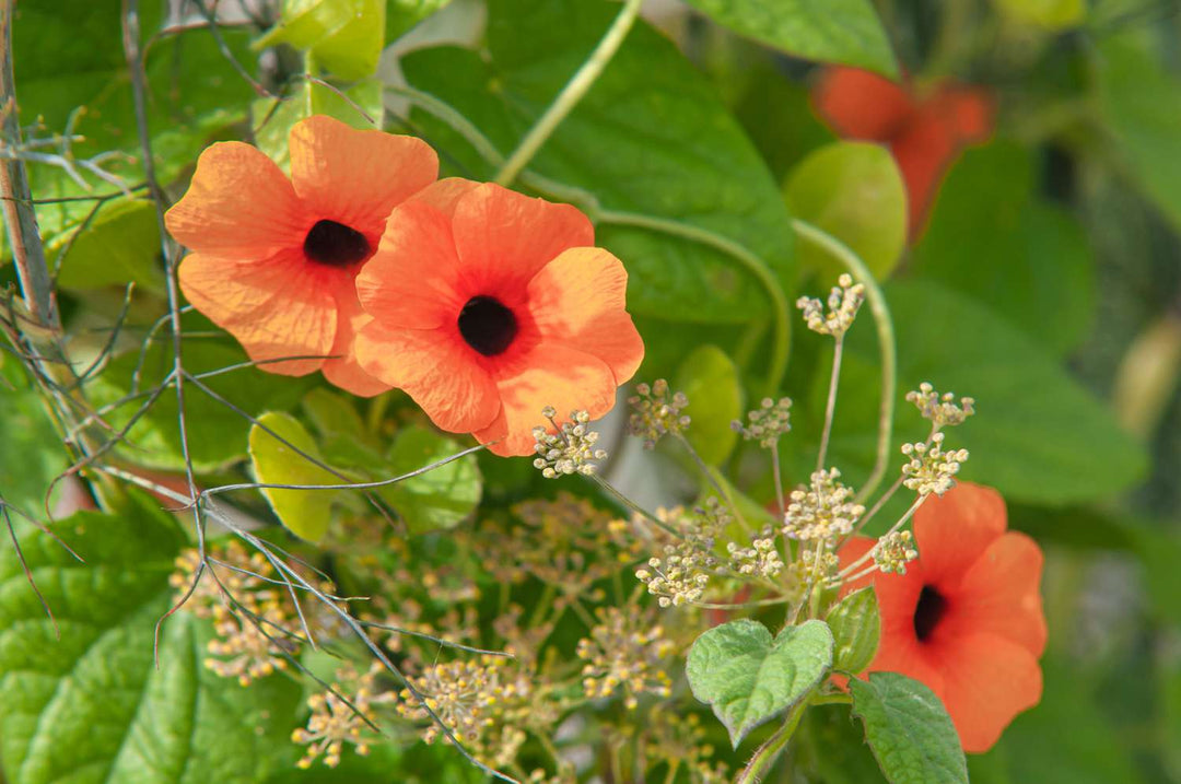 Perennial Climbers & Vines seeds, flower seeds