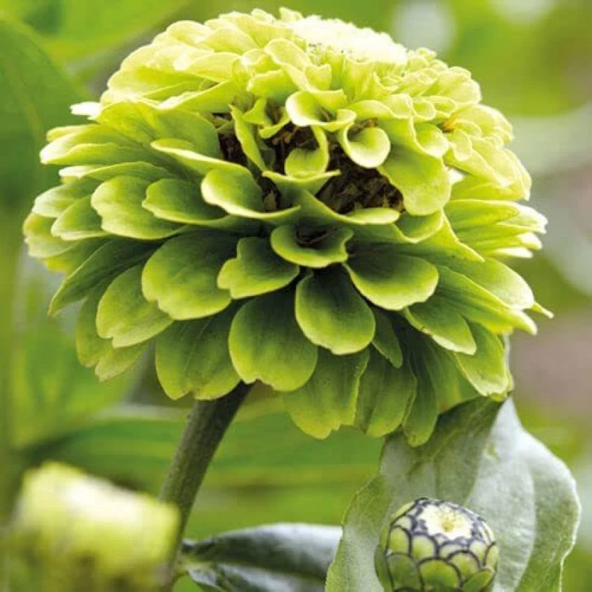 Zinnia Seeds