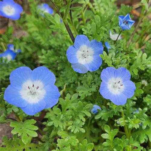 Nemophila flower Seeds