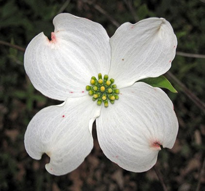 Dogwood Flower Seeds