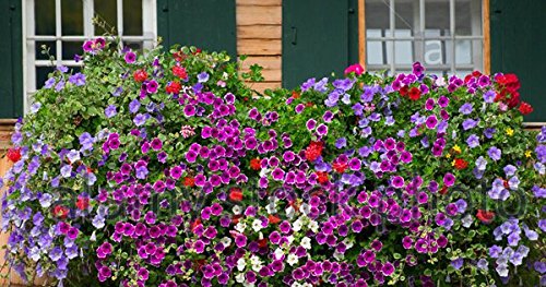 Bedding plant seeds