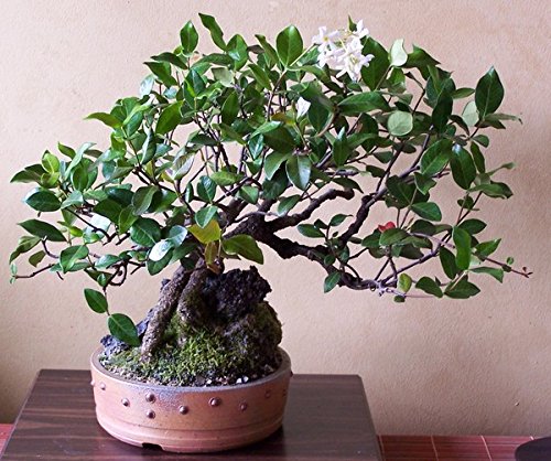 Bonsai Ornamental Seeds